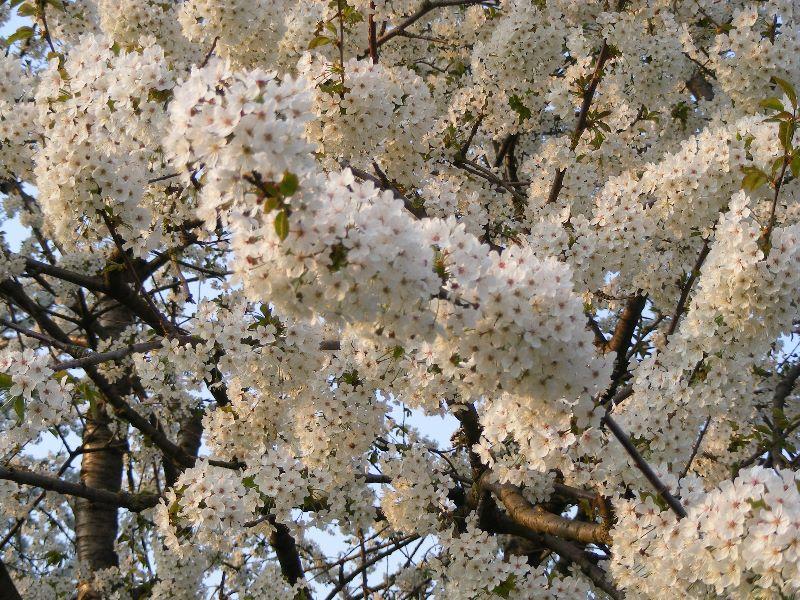 Kirschblüte 15042009 006.jpg