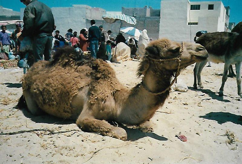 Kamel.jpg