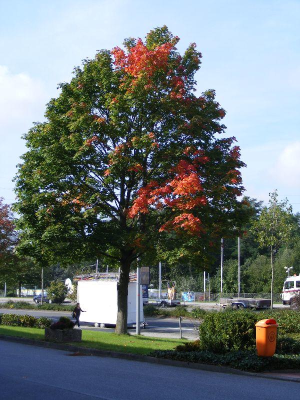 Herbstbäume 21092010 006.jpg