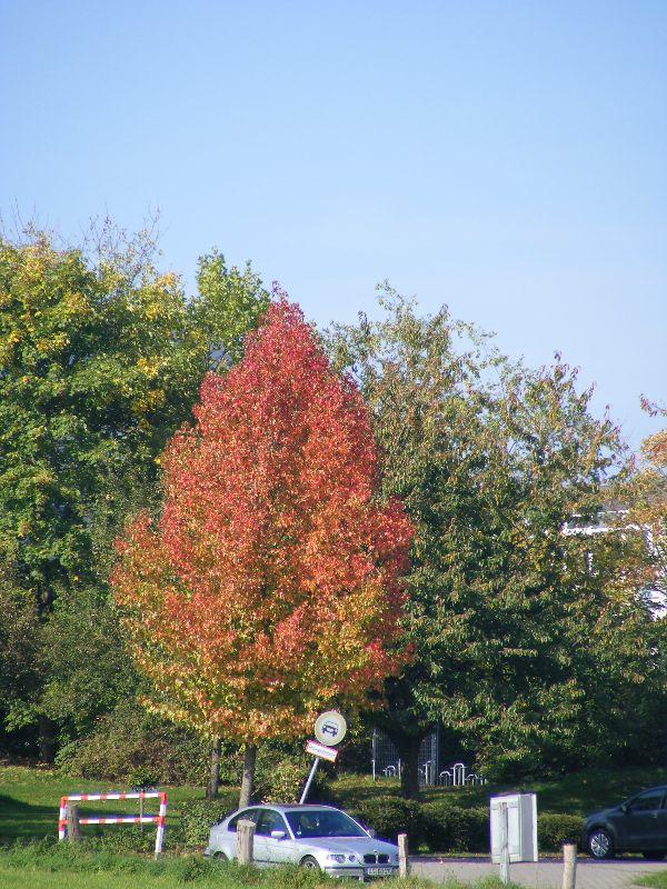 Herbstfärbung am Schulweg.jpg