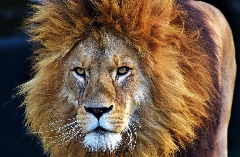 lion-cat-predator-big-cat.jpg