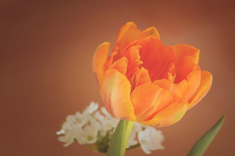 tulip-1290351_1280.jpg