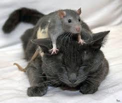mysz na kocie.jpg