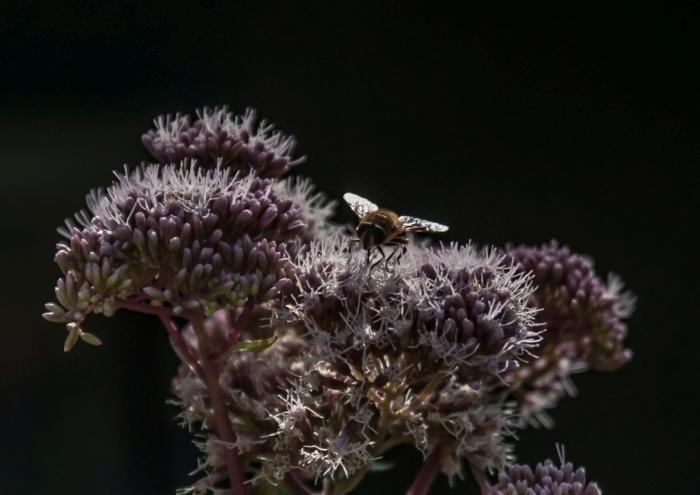 04 Insekte-auf-Blüte-im-Licht-von-Hinten-DSC_4038.jpg