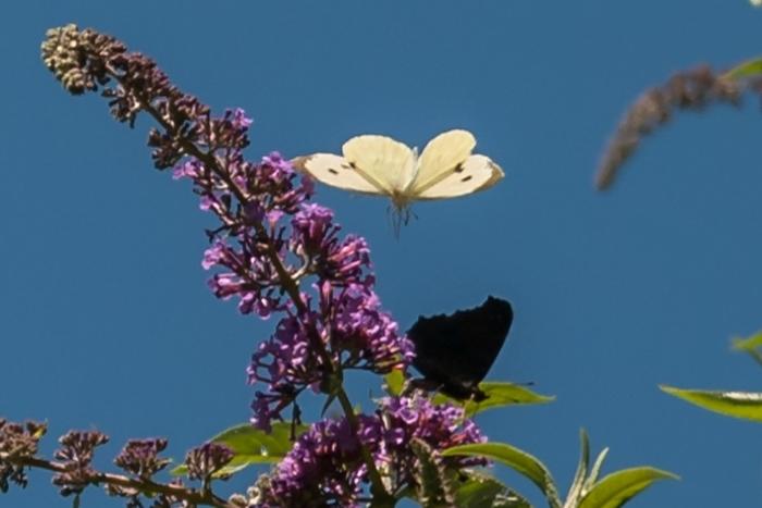 03 Kohlweissling-auf-Anflug-auf-schwarzen-Schmetterling-DSC_3380.jpg