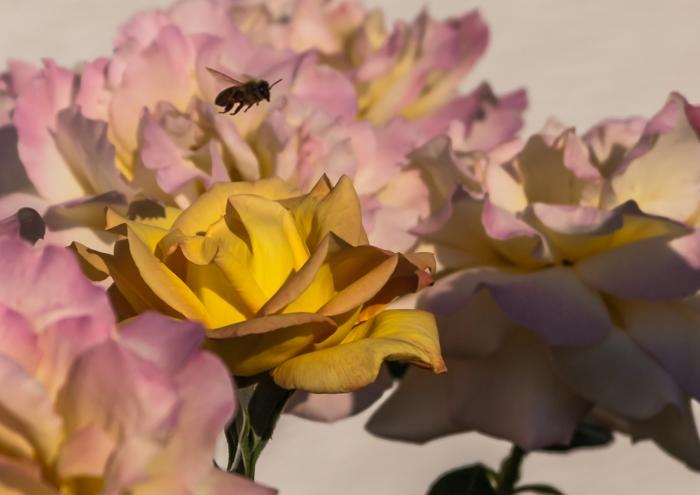 06 Biene-im-Anflug-auf-eine-Rose-Gelb-DSC_4584.jpg