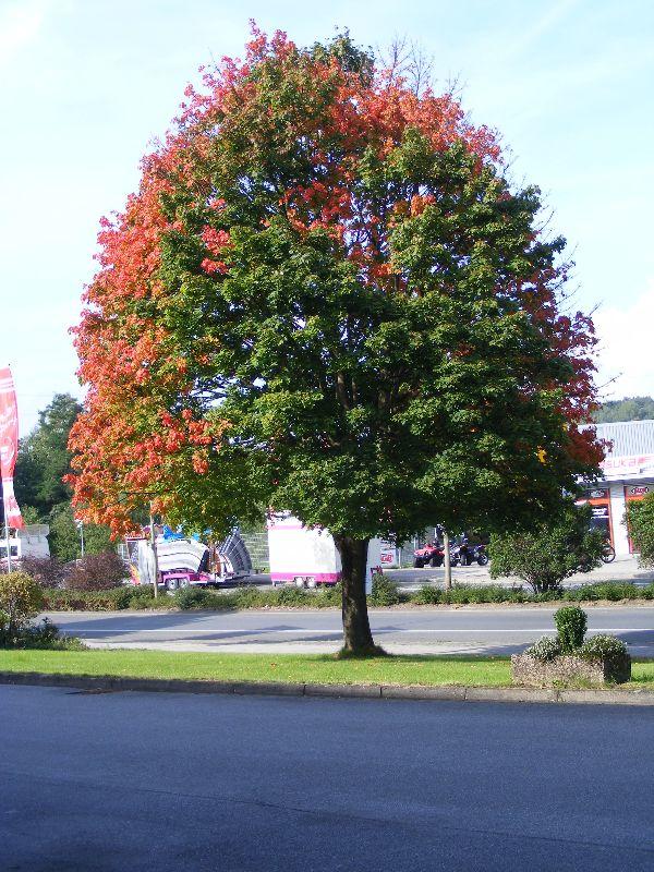 Herbstbäume 21092010 002.jpg