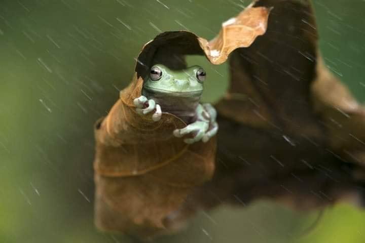 żaba w deszczu.jpg