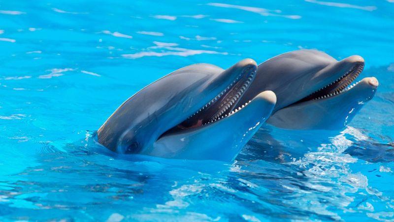 dolphins-1869337_960_720.jpg