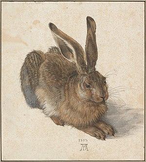Albrecht_Dürer_-_Hare,_1502_-_Google_Art_Project.jpg