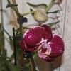 k-Orchideen (5).jpg