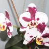 k-Orchideen (1).jpg