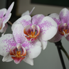 k-Orchideen (1).png