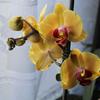 k-Orchideen (6).jpg