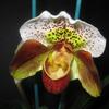 k-Orchideen (8).jpg