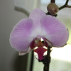k-Orchideen (2).png