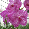 k-Orchideen (3).png