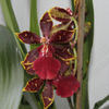 k-Orchideen (4).png