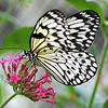Schmetterling Eine Weiße Baumnymphe sitzt auf der Blüte einer Passionsblume.jpg