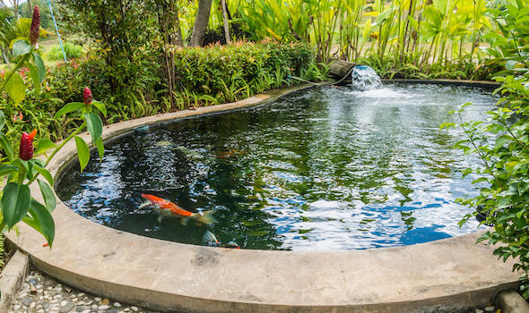 koi-fish-in-garden-pond.jpeg