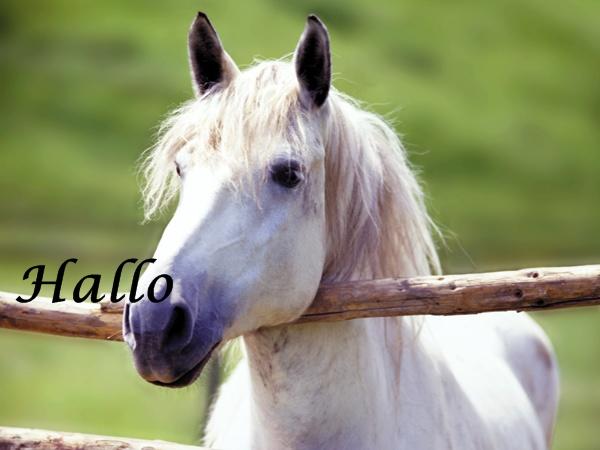 Pferd weiß - Hallo.jpg