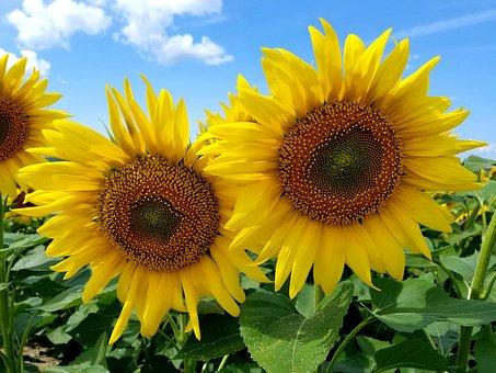 Sonnenblumen.jpg