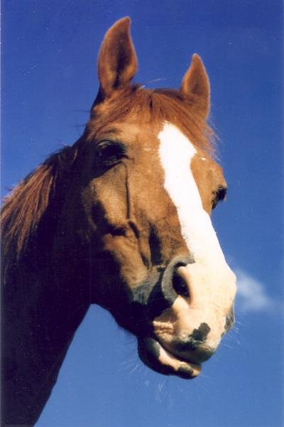 Pferde-Porträt.jpg