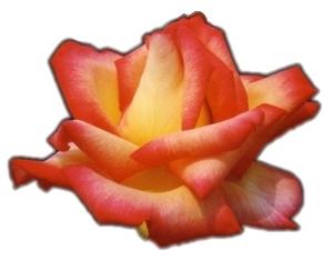 Rosenblüte.jpg