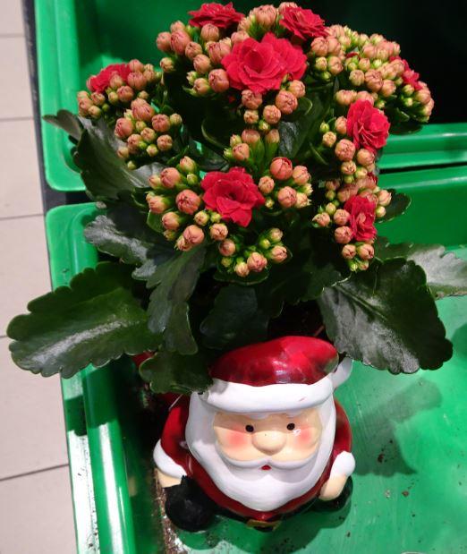 Nikolaus trägt Blumen aus!.JPG