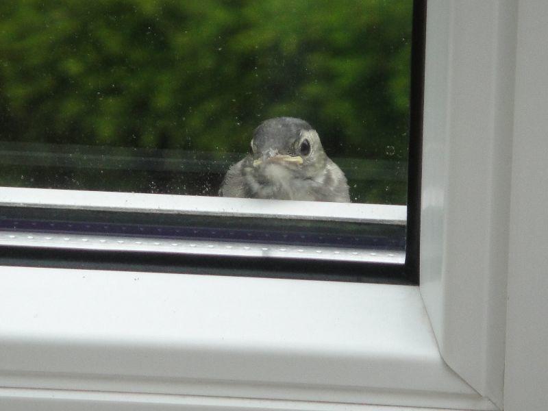 Vogel am Fenster.jpg