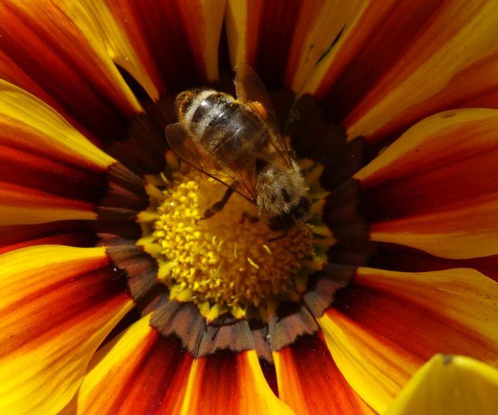 Biene auf Blume.JPG