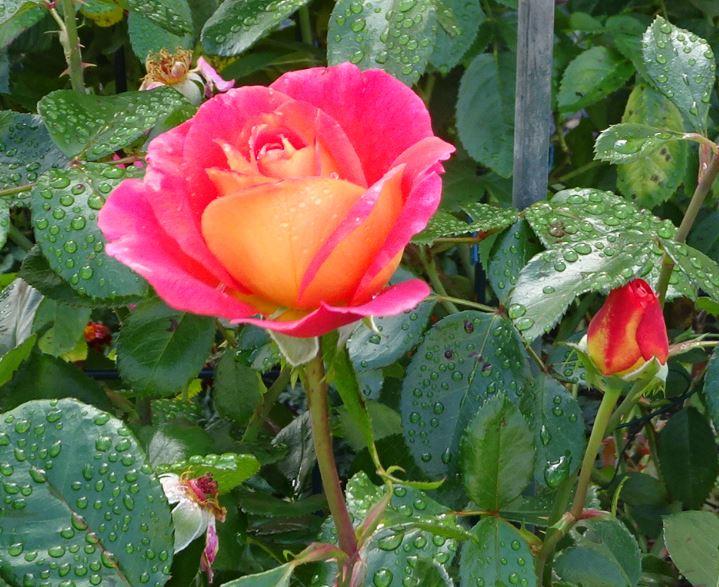 Rose im Regen.JPG