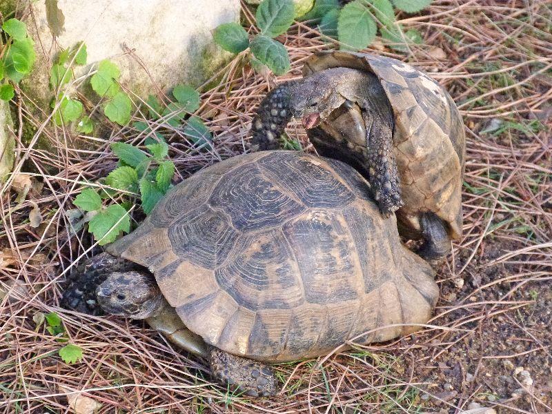 Schildkröten1.JPG