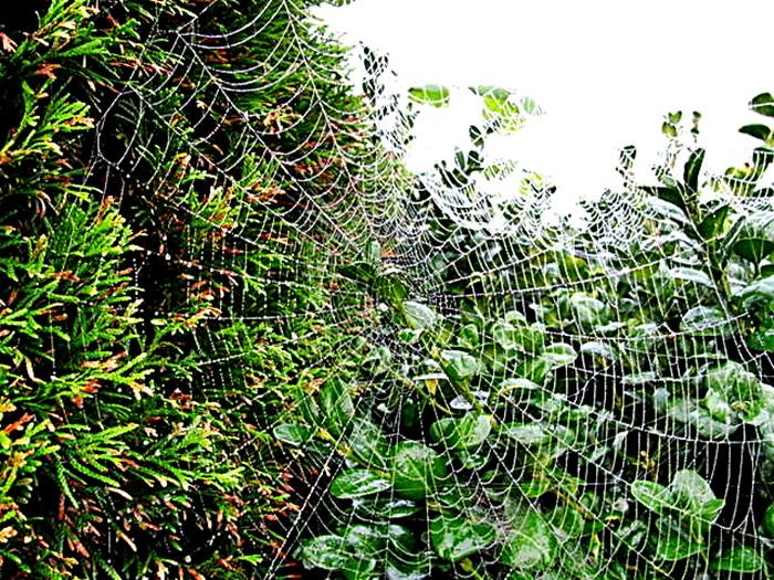 Spinnennetz3.jpg