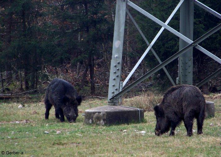 Wildschweine Forstenrieder Park.jpg
