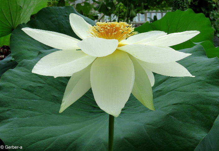 Lotusblume.jpg