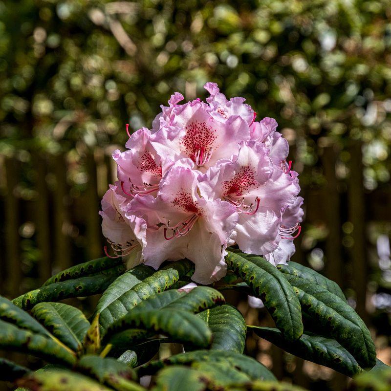 Rhododendron-2.jpg