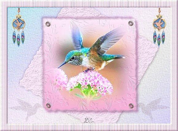 Kolibri41.jpg