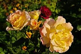 rose-1486157__180.jpg