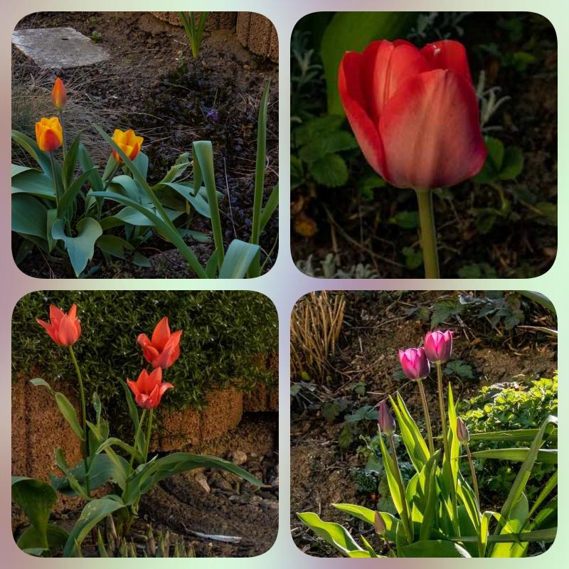 collage Tulpen.jpg