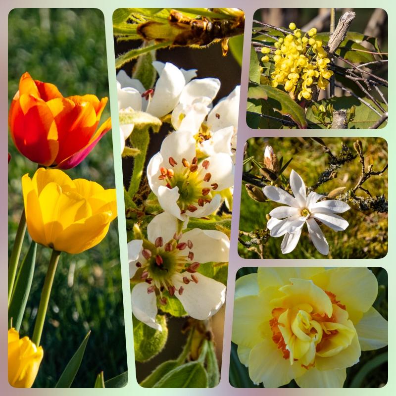 collage Frühling.jpg