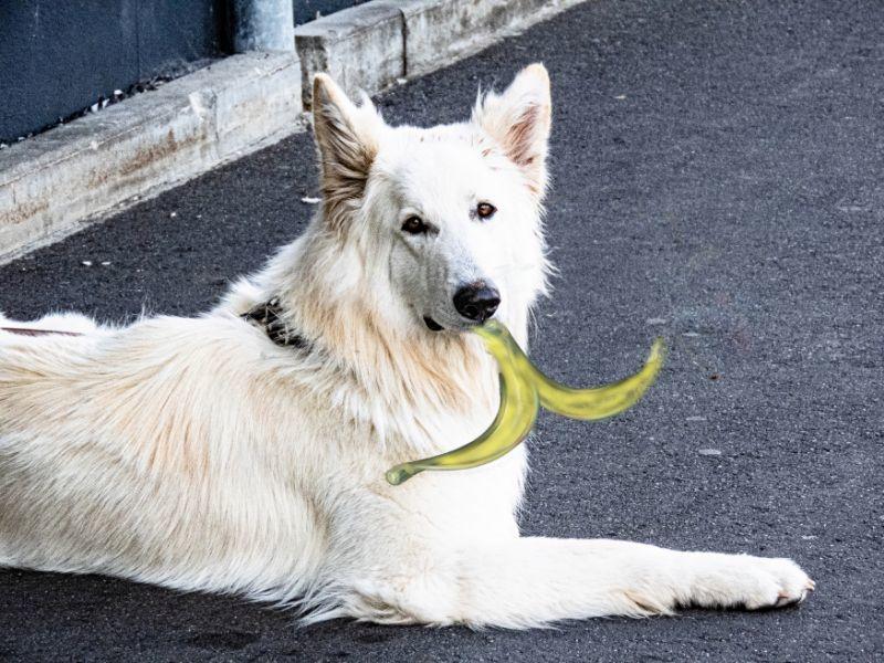 Schäferhund mit Banane 1.jpg