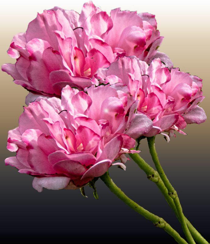 IMG_1645-cutout aus einer 3 Rosen gemacht.jpg