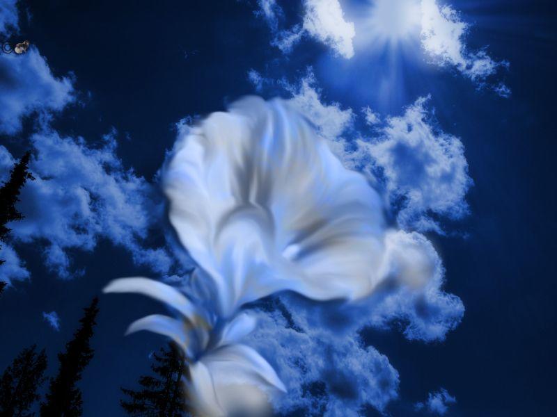 Himmel mit Blume 2.jpg