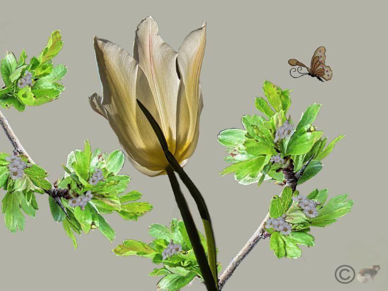 Helle Tulpe, Schmetterling.jpg