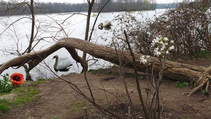Unterbacher See mit 2 Schwänen & Blüten Magnolien.JPG