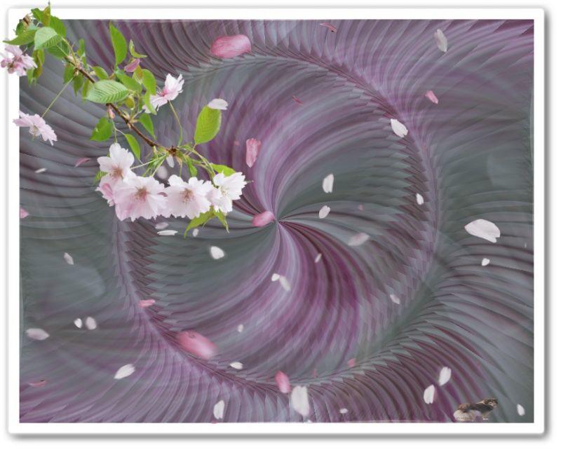 Spirale mit Blütenblättern.jpg