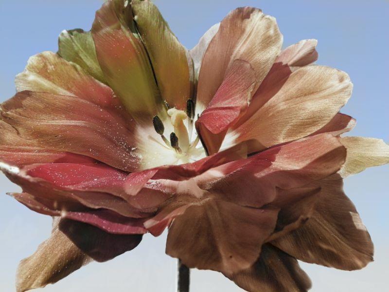 Tulpe eingefärbt 2.jpg