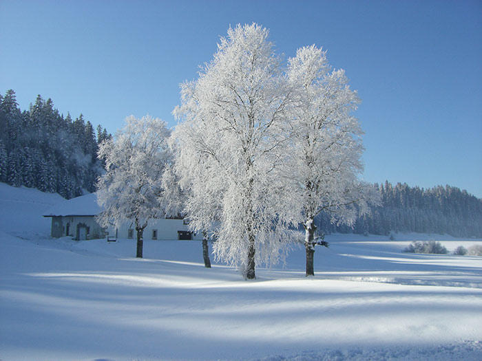 1-winter-bild-landschaft-baeume.jpg
