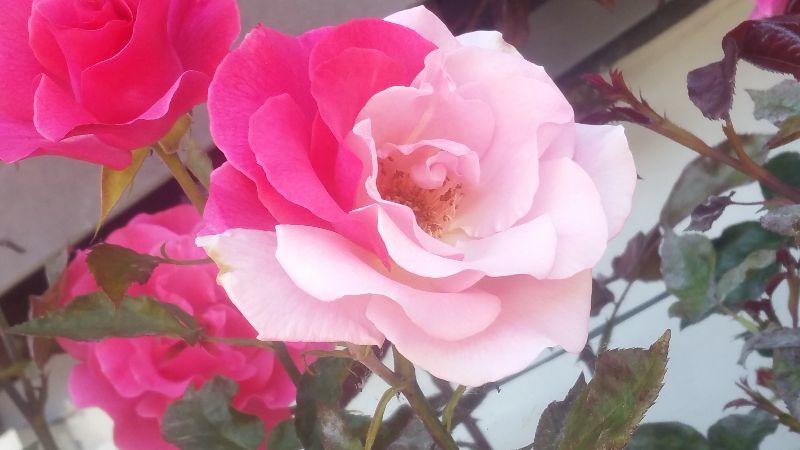 Rotweisse Rose.jpg